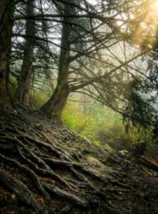 arbol